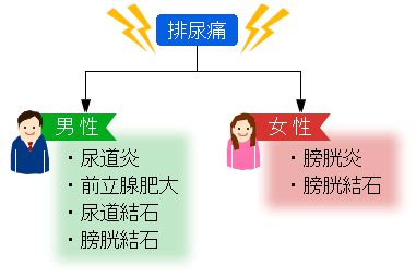 尿道自慰行為による長期的な頻尿